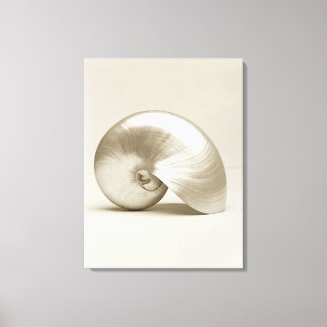 Pearlised nautilus sea snäcka canvastryck (Framsida)