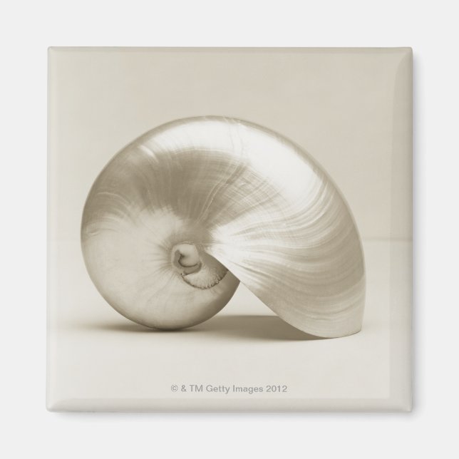 Pearlised nautilus sea snäcka magnet (Framsidan)