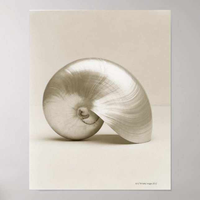 Pearlised nautilus sea snäcka poster (Framsidan)