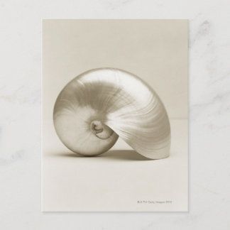 Pearlised nautilus sea snäcka vykort