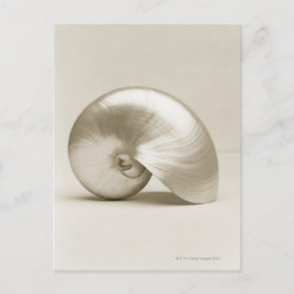 Pearlised nautilus sea snäcka vykort