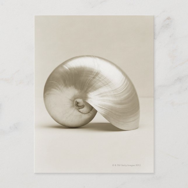 Pearlised nautilus sea snäcka vykort (Framsida)