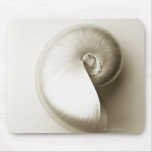 Pearlised nautilushavssnäcka 2 musmatta