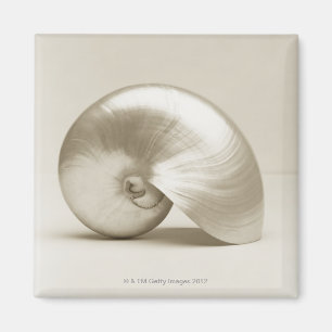 Pearlised nautilushavssnäcka magnet