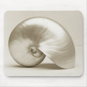 Pearlised nautilushavssnäcka musmatta