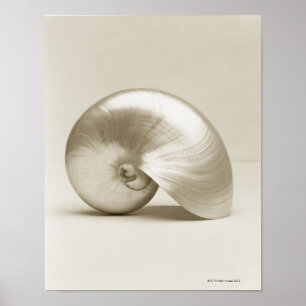 Pearlised nautilushavssnäcka poster