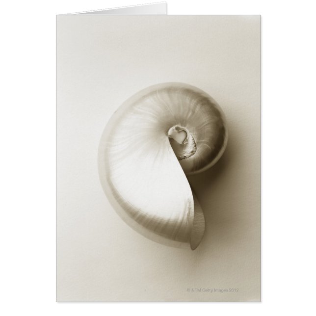 Pearliserad Nautilus Sea snäcka 2 Hälsningskort (Framsidan)