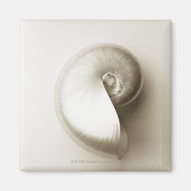 Pearliserad Nautilus Sea snäcka 2 Magnet (Framsidan)