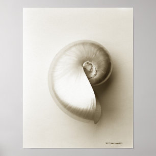 Pearliserad Nautilus Sea snäcka 2 Poster