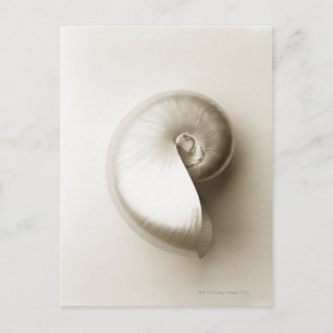 Pearliserad Nautilus Sea snäcka 2 Vykort
