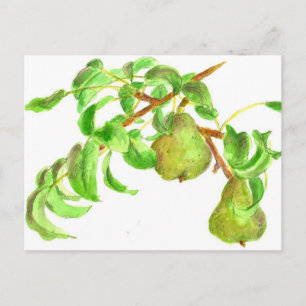 Pears Watercolor Summer Fruit Painting Vykort
