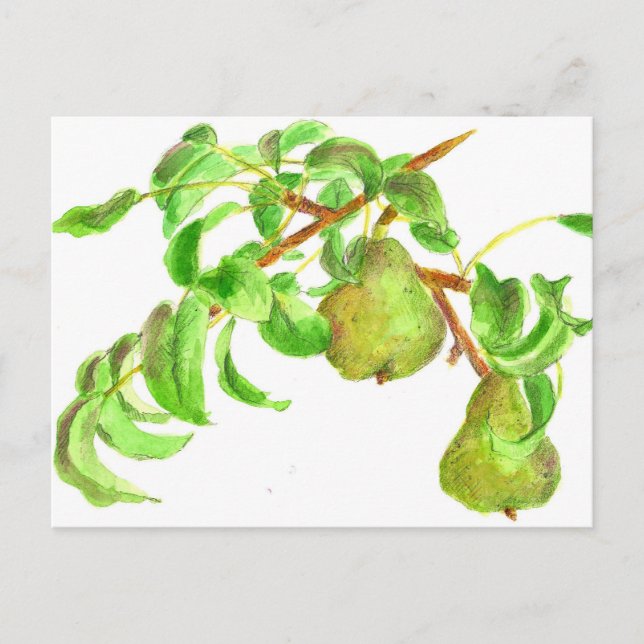 Pears Watercolor Summer Fruit Painting Vykort (Framsida)