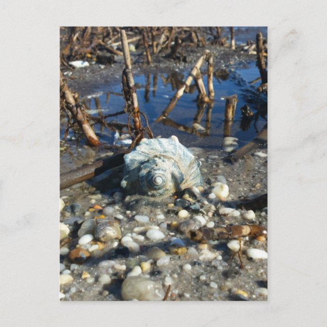 Pebble Beach 2 Vykort (Framsida)