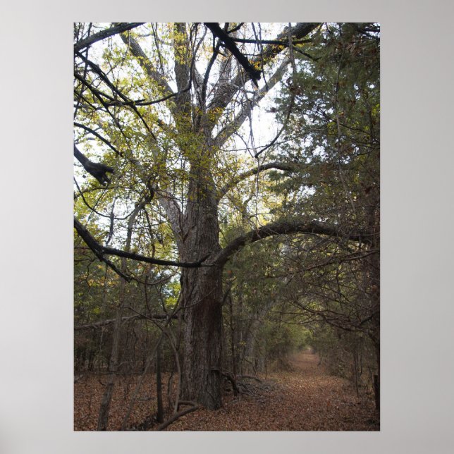 Pecan Gateway Poster (Framsidan)