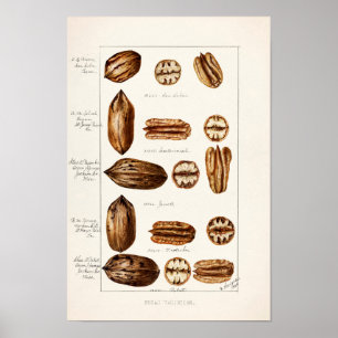 Pecans (Carya Illinoinensis) vattenfärgsfärgning Poster