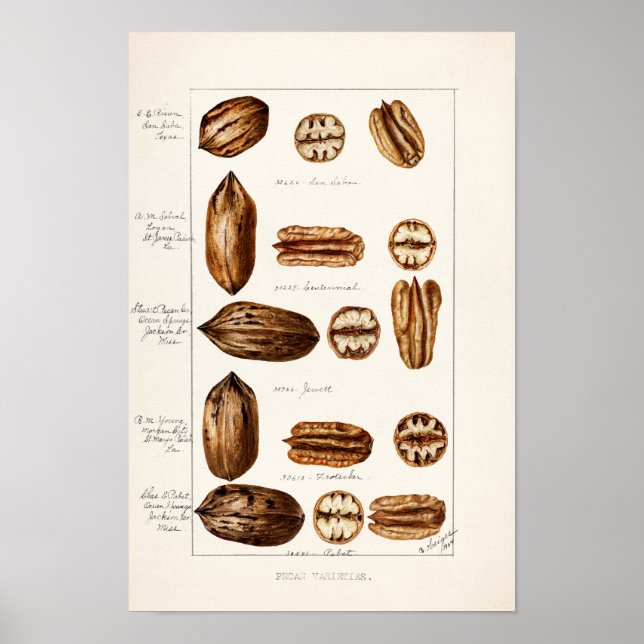 Pecans (Carya Illinoinensis) vattenfärgsfärgning Poster (Framsidan)
