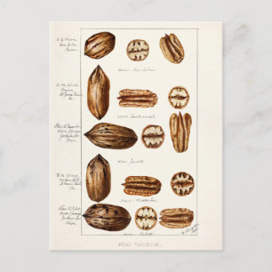 Pecans (Carya Illinoinensis) vattenfärgsfärgning Vykort