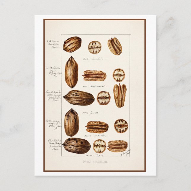 Pecans Vintage Botanical Illustration Vykort (Framsida)