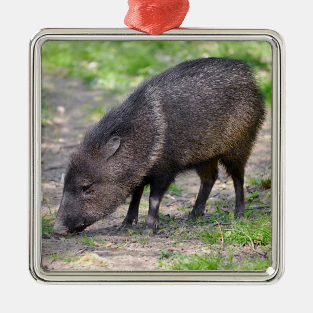 Peccary promenadkort julgransprydnad metall (Framsidan)
