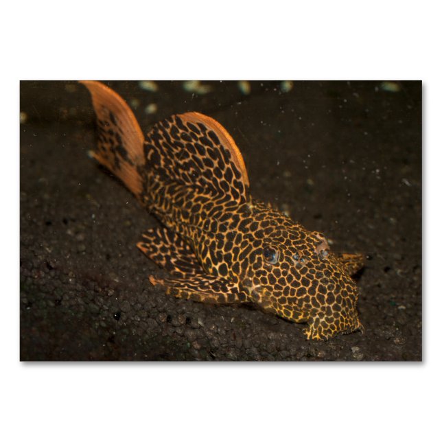Peckoltia Compta Bordsnummer (Framsidan)