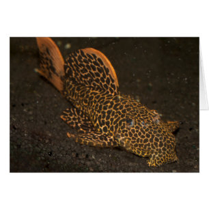 Peckoltia Compta Hälsningskort