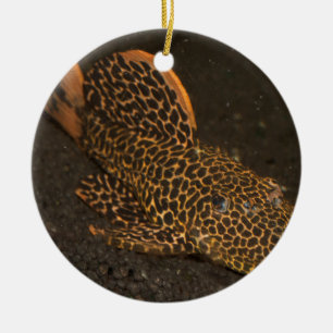 Peckoltia Compta Julgransprydnad Keramik