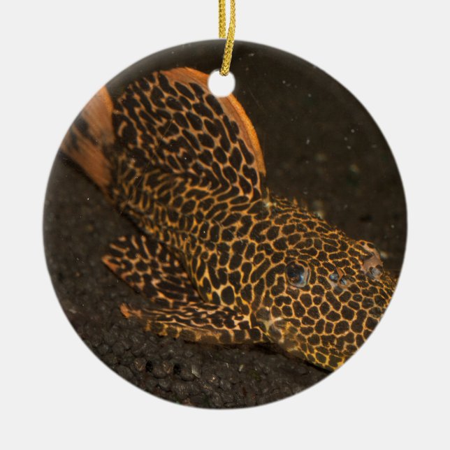 Peckoltia Compta Julgransprydnad Keramik (Framsidan)