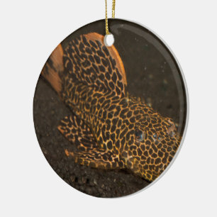 Peckoltia Compta Julgransprydnad Keramik