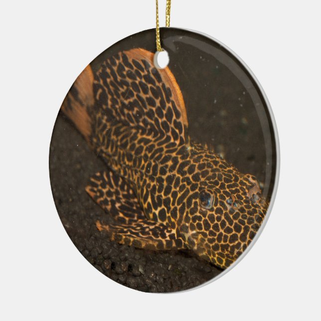 Peckoltia Compta Julgransprydnad Keramik (Vänster)