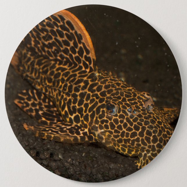 Peckoltia Compta Knapp (Framsida)
