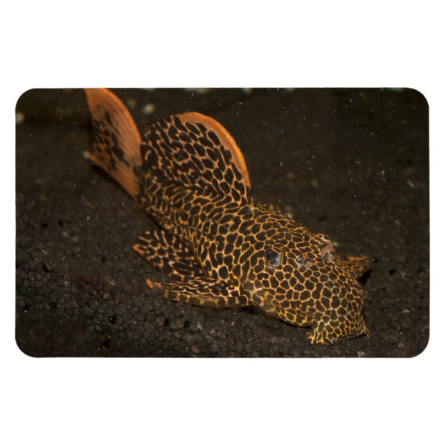 Peckoltia Compta Magnet (Horisontell)