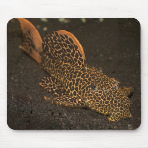 Peckoltia Compta Musmatta