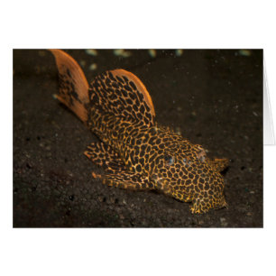 Peckoltia Compta OBS Kort