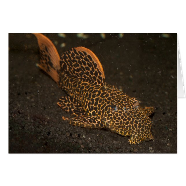 Peckoltia Compta OBS Kort (Framsidan Horizontal)