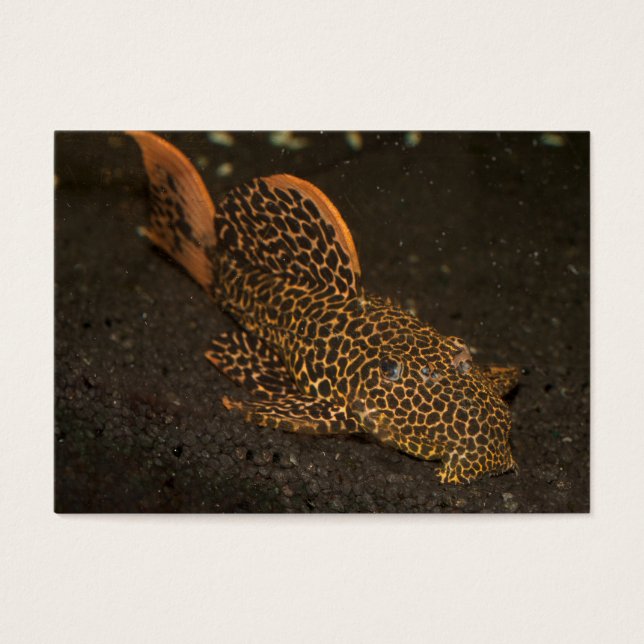 Peckoltia Compta Visitkort (Framsidan)