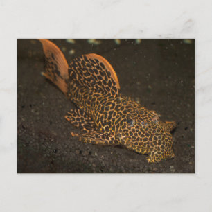 Peckoltia Compta Vykort