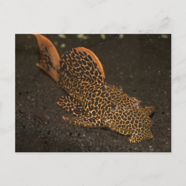 Peckoltia Compta Vykort (Framsida)