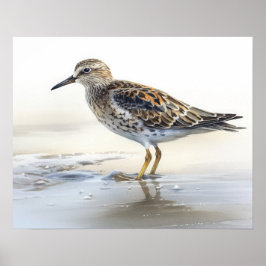 Pectorisk sandpiper Bird Art Print Poster