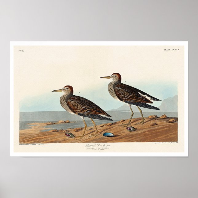 Pectorsandpiper av Audubon Poster (Framsidan)