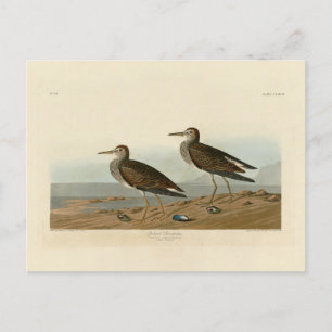 Pectorsandpiper från Audubon's Birds of America Vykort