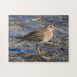 Pectorsandpiper på stranden pussel