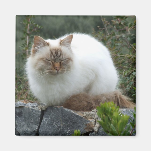 Pedigree Cat Magnet, långfristigt Magnet (Framsidan)