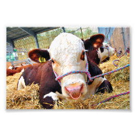 Pedigree Hereford Cow Cattle Fototryck