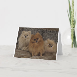 Pedigree pomeranian tekopptrio, valentin dag helgkort