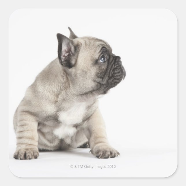 Pedigree puppy fyrkantigt klistermärke (Framsida)
