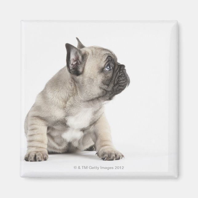 Pedigree puppy magnet (Framsidan)