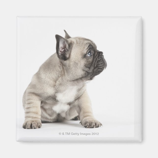 Pedigree puppy magnet (Framsidan)