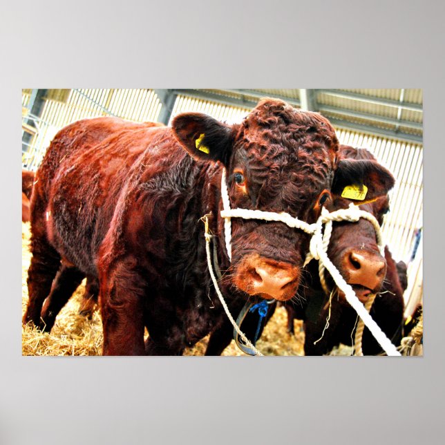 Pedigree Red Ruby Devon Cow Poster (Framsidan)