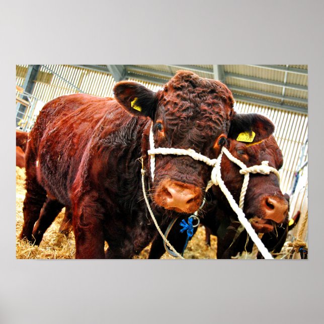 Pedigree Red Ruby Devon Cow Poster (Framsidan)