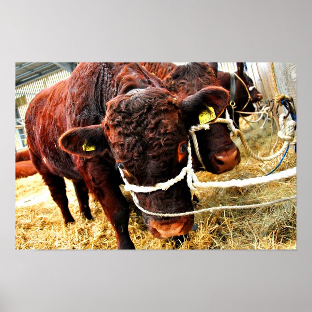 Pedigree Red Ruby Devon Cow Poster (Framsidan)